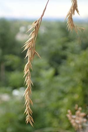 Festuca pallens \ Bleicher Schwingel, Bleich-Schwingel / Pale Fescue, D Istein 22.7.2017