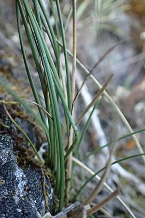 Festuca pallens \ Bleicher Schwingel, Bleich-Schwingel / Pale Fescue, D Winnweiler 30.5.2018