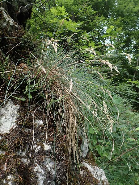 Festuca pallens \ Bleicher Schwingel, Bleich-Schwingel / Pale Fescue, D Beuron 26.6.2018