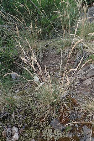 Festuca rhenana \ Rheinischer Schwingel / Rhenish Fescue, D Winnweiler 30.5.2018