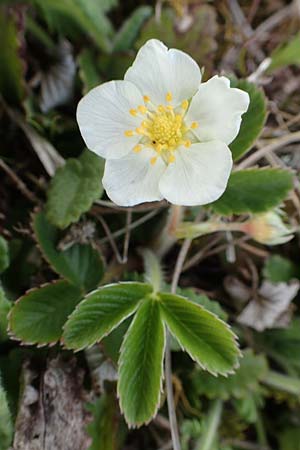 Fragaria viridis \ Knack-Erdbeere, Hügel-Erdbeere, D Eching 2.5.2019