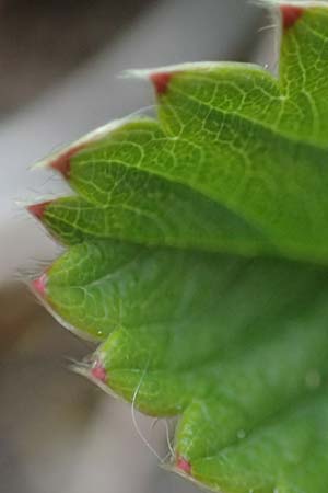 Fragaria viridis \ Knack-Erdbeere, Hügel-Erdbeere, D Königheim 3.5.2021