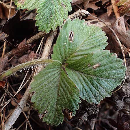 Fragaria iinumae x vesca \ Erdbeere 'Fontaine', D Hagen 12.3.2022