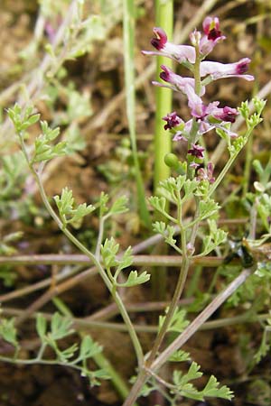 Fumaria vaillantii \ Blasser Erdrauch / Few-Flowered Fumitory, D Sinsheim 15.5.2015