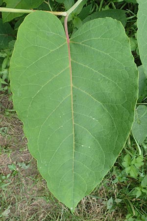 Fallopia sachalinensis \ Sachalin-Stauden-Knterich / Giant Knodweed, D Heidelberg 29.7.2016