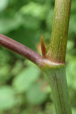 Fallopia sachalinensis / Giant Knodweed, D Heidelberg 29.7.2016