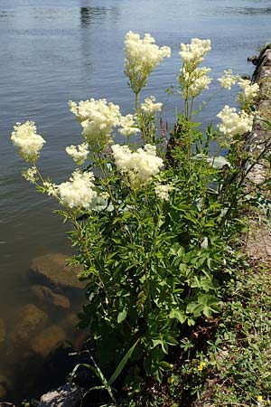 Filipendula ulmaria \ Echtes Mdes / Meadowsweet, D Laudenbach am Main 24.6.2017