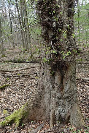 Ulmus laevis / European White Elm, Russian Elm, D Mörfelden 21.4.2023