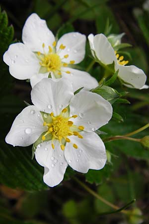 Fragaria viridis \ Knack-Erdbeere, Hgel-Erdbeere / Green Strawberry, D Östringen-Eichelberg 30.4.2015