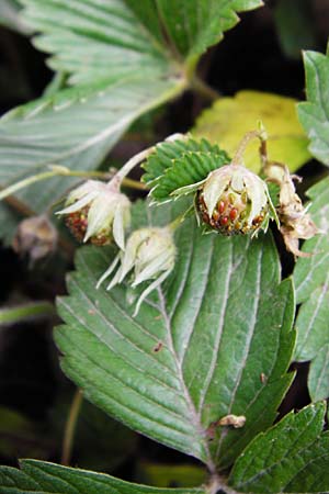 Fragaria viridis \ Knack-Erdbeere, Hgel-Erdbeere / Green Strawberry, D Östringen-Eichelberg 8.6.2015