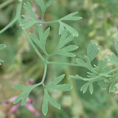 Fumaria vaillantii \ Blasser Erdrauch / Few-Flowered Fumitory, D Bürstadt 30.9.2016