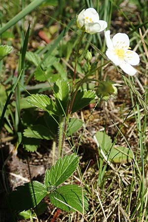 Fragaria viridis \ Knack-Erdbeere, Hgel-Erdbeere / Green Strawberry, D Kollerinsel 6.5.2020