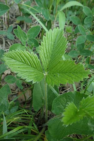 Fragaria viridis \ Knack-Erdbeere, Hgel-Erdbeere / Green Strawberry, D Ketsch 21.5.2020