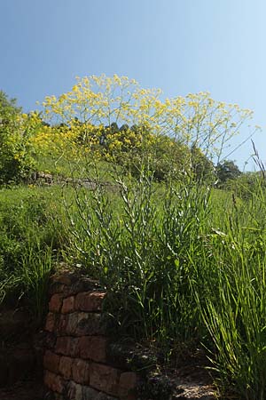 Isatis tinctoria \ Frber-Waid, D Tübingen 7.5.2016