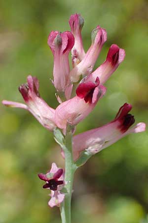 Fumaria officinalis subsp. wirtgenii \ Wirtgens Erdrauch / Wirtgen's Fumitory, D Hirschberg 13.5.2017