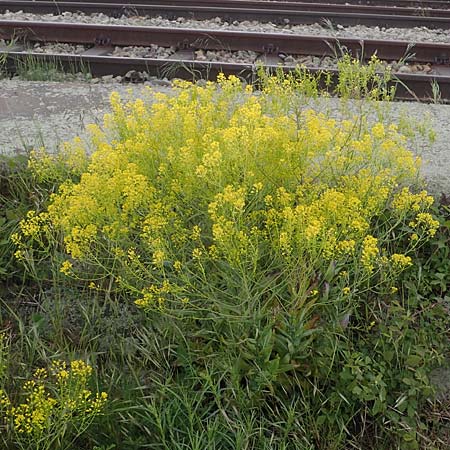 Isatis tinctoria / Woad, D Mannheim 22.5.2021