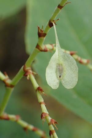 Fallopia x bohemica / Hybrid Knodweed, D Mannheim 20.10.2019