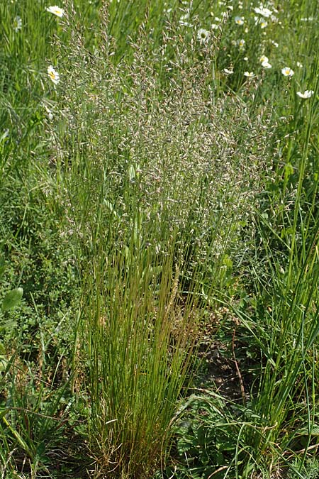 Festuca ovina agg., Sheep Fescue