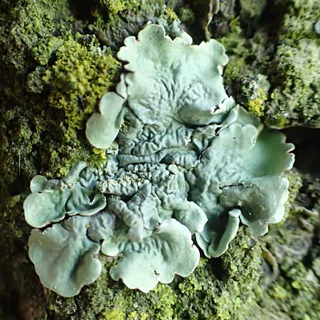 Flavoparmelia caperata ? \ Caperat-Schlsselflechte / Common Geenshield Lichen, D Übach-Palenberg 23.5.2018