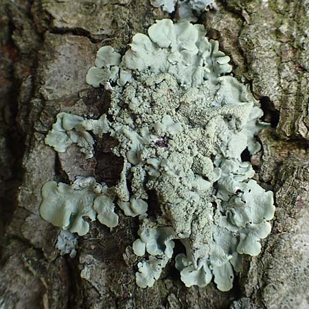 Flavoparmelia caperata ? \ Caperat-Schlsselflechte / Common Geenshield Lichen, D Übach-Palenberg 23.5.2018