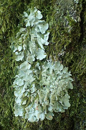 Flavoparmelia caperata ? \ Caperat-Schlsselflechte / Common Geenshield Lichen, D Übach-Palenberg 23.5.2018