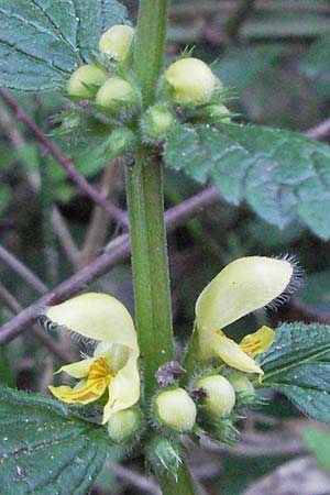 Lamium galeobdolon \ Echte Goldnessel / Yellow Archangel, D Edenkoben 15.4.2007