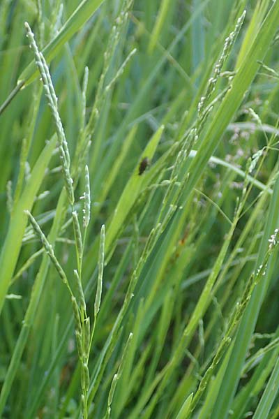 Glyceria declinata \ Blaugrner Schwaden / Small Sweet Grass, D Schwarzwald/Black-Forest, Alpirsbach 9.6.2016