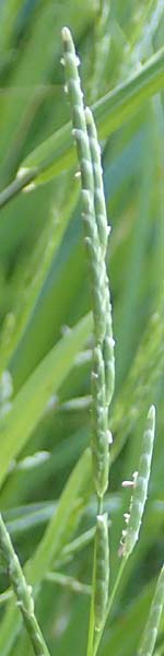 Glyceria declinata \ Blaugrner Schwaden / Small Sweet Grass, D Schwarzwald/Black-Forest, Alpirsbach 9.6.2016