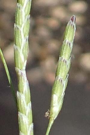 Glyceria declinata \ Blaugrner Schwaden / Small Sweet Grass, D Pfronten 28.6.2016