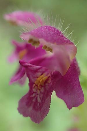 Galeopsis pubescens \ Weichhaariger Hohlzahn, D Karlsruhe 14.8.2019