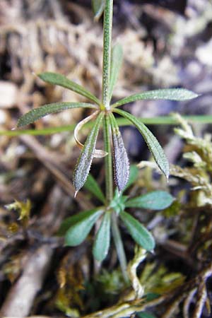 Galium anisophyllon / Alpine Bedstraw, D Allmendingen 10.7.2015