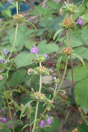 Galeopsis angustifolia / Red Hemp-Nettle, D Mannheim 9.9.2015