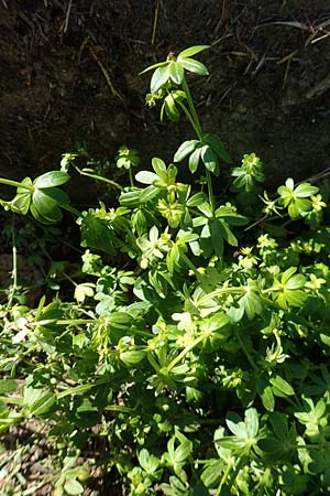 Galium album agg. \ Weies Labkraut / Hedge Bedstraw, White Bedstraw, D Groß-Gerau 21.9.2015