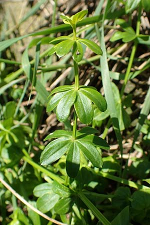 Galium album agg. \ Weies Labkraut, D Groß-Gerau 21.9.2015