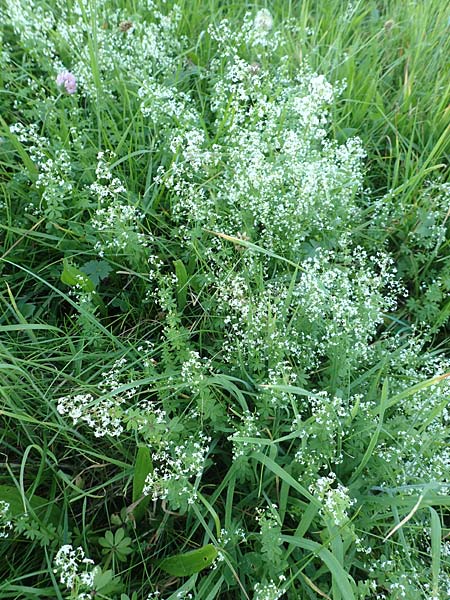 Galium album agg. / Hedge Bedstraw, White Bedstraw, D Odenwald, Hammelbach 27.8.2016