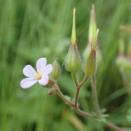 Geranium alboroseum / Bright Pink Crane's-Bill, D Aachen 24.5.2018