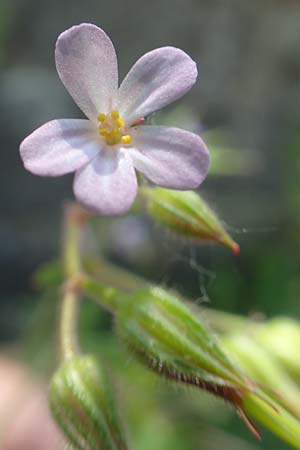 Geranium alboroseum \ Zartrosa Storchschnabel, D Aachen 24.5.2018