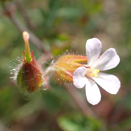 Geranium alboroseum \ Zartrosa Storchschnabel, D Aachen 24.5.2018