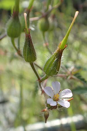 Geranium alboroseum \ Zartrosa Storchschnabel, D Aachen 24.5.2018