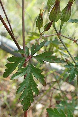 Geranium alboroseum \ Zartrosa Storchschnabel, D Aachen 24.5.2018