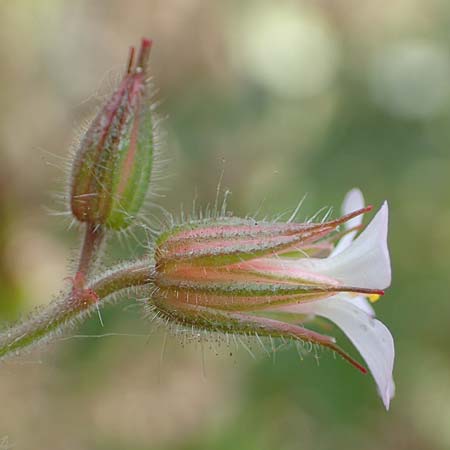 Geranium alboroseum / Bright Pink Crane's-Bill, D Aachen 24.5.2018