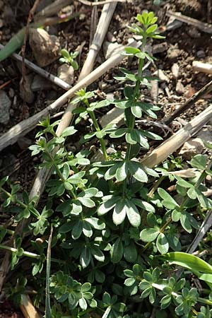 Galium album agg. \ Weies Labkraut / Hedge Bedstraw, White Bedstraw, D Gladenbach 8.10.2018