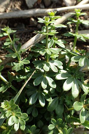 Galium album agg. \ Weies Labkraut / Hedge Bedstraw, White Bedstraw, D Gladenbach 8.10.2018