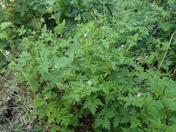 Geranium alboroseum \ Zartrosa Storchschnabel, D Karlsruhe 16.5.2020