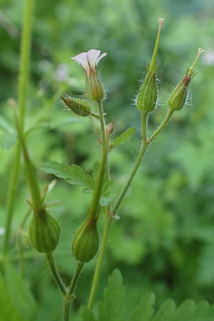 Geranium alboroseum \ Zartrosa Storchschnabel, D Karlsruhe 16.5.2020