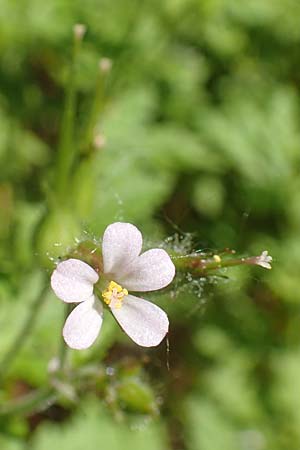 Geranium alboroseum \ Zartrosa Storchschnabel, D Karlsruhe 16.5.2020