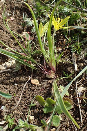 Gagea villosa \ Acker-Gelbstern, D Neuleiningen 28.3.2021