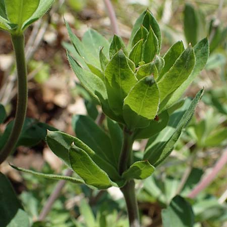 Galium mollugo \ Wiesen-Labkraut / Upright Hedge Bedstraw, D Rheinhessen, Wendelsheim 20.4.2021