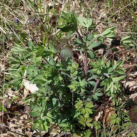 Galium mollugo \ Wiesen-Labkraut / Upright Hedge Bedstraw, D Rheinhessen, Wendelsheim 20.4.2021