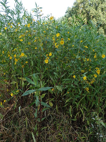 Guizotia abyssinica \ Ramtillkraut, Nigersaat, D Kehl 1.10.2021